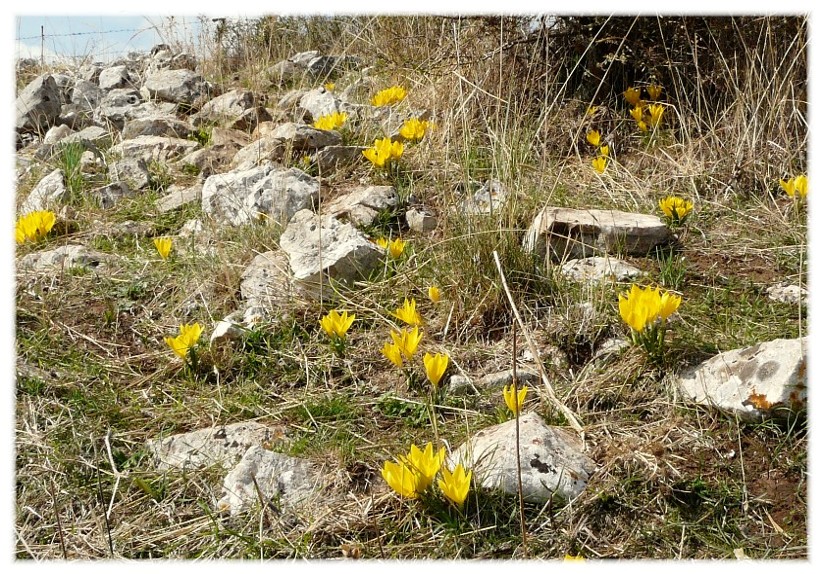 Sternbergia lutea(Cyclamen hederifolium, Biarum tenuifolium)